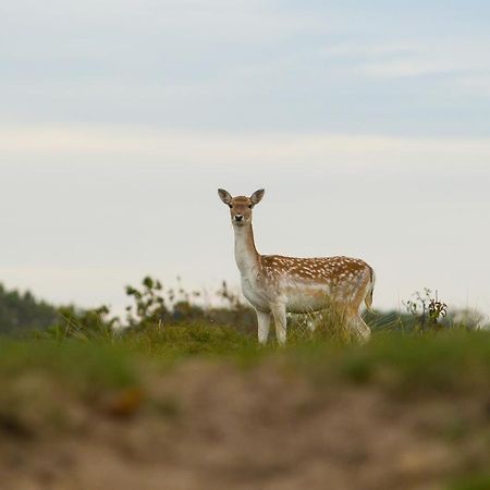 Boszicht 5 aan de Kust Villa Oostkapelle Buitenkant foto