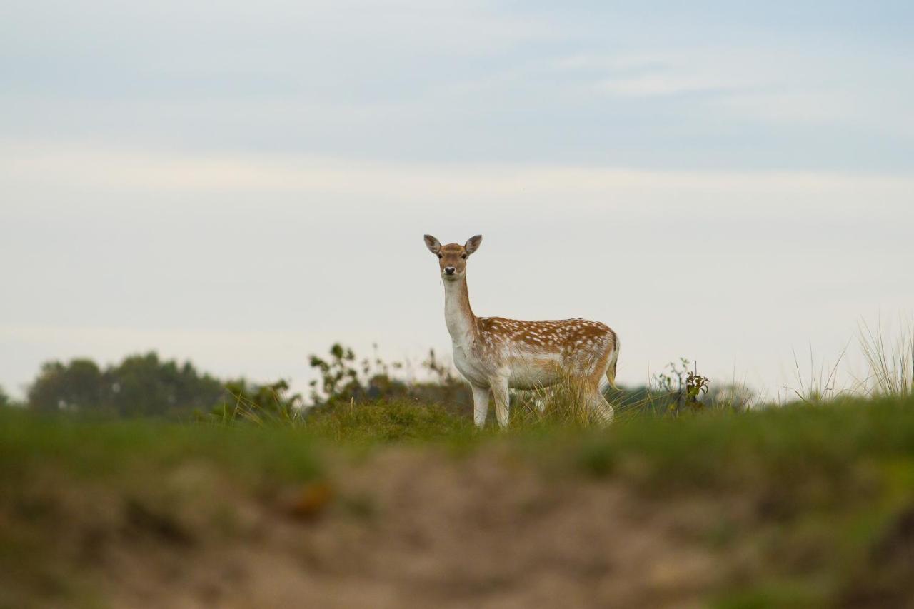 Boszicht 5 aan de Kust Villa Oostkapelle Buitenkant foto
