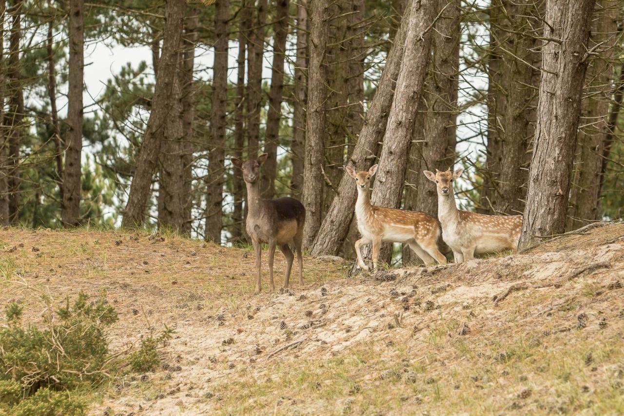 Boszicht 5 aan de Kust Villa Oostkapelle Buitenkant foto